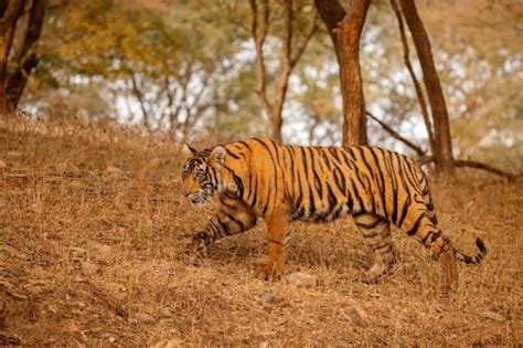 老虎屬性|虎:虎（學名：Panthera tigris），俗稱老虎，是哺乳綱。